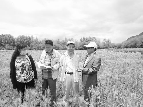 遺傳發(fā)育所與西藏農(nóng)業(yè)研究所的科研人員在彩色冬小麥的實驗田中。
