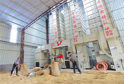 玉橋農(nóng)業(yè)發(fā)展公司引進(jìn)的奇瑞糧食烘干機(jī)啟用